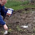 9 Perks Of Using Epsom Salt In Your Garden