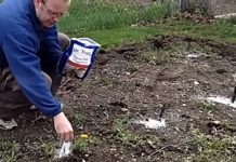 9 Perks Of Using Epsom Salt In Your Garden