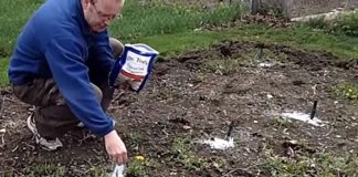 9 Perks Of Using Epsom Salt In Your Garden