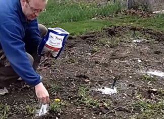 9 Perks Of Using Epsom Salt In Your Garden