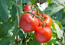 Pick the Tomatoes at the Bottom of Your Plant First
