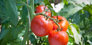 Pick the Tomatoes at the Bottom of Your Plant First