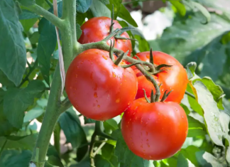 Pick the Tomatoes at the Bottom of Your Plant First