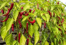 12 Easy Garden Plants That Are Actually Worth Growing