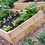Is Gardening Really Cheaper Than Buying Fruits and Vegetables?