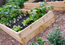 Is Gardening Really Cheaper Than Buying Fruits and Vegetables?