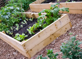 Is Gardening Really Cheaper Than Buying Fruits and Vegetables?