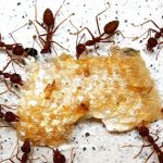 10 most effective ways to get rid of ants from your home and garden