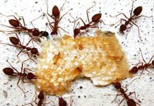 10 most effective ways to get rid of ants from your home and garden