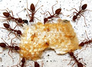 10 most effective ways to get rid of ants from your home and garden