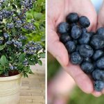 How to grow your own bilberry stock?