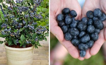 How to grow your own bilberry stock?