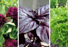 11 types of basil to grow for cooking and medicinal uses | The best basil varieties