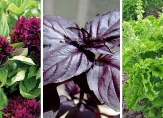 11 types of basil to grow for cooking and medicinal uses | The best basil varieties