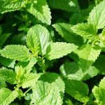 Peppermint: benefits and virtues