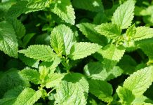 Peppermint: benefits and virtues