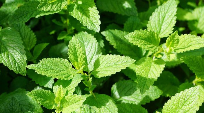 Peppermint: benefits and virtues