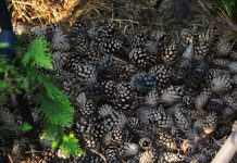 5 surprising ways to use pine cones in the garden