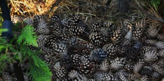 5 surprising ways to use pine cones in the garden