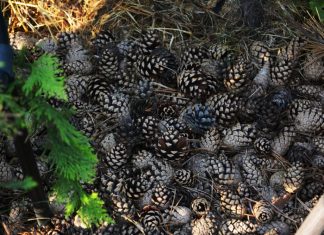 5 surprising ways to use pine cones in the garden
