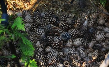 5 surprising ways to use pine cones in the garden