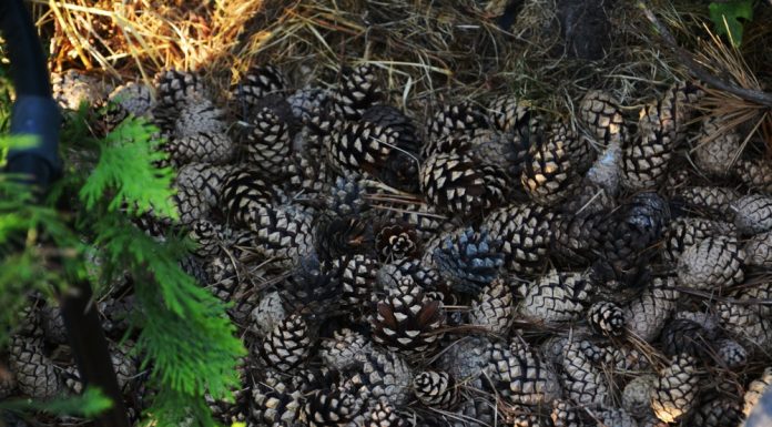 5 surprising ways to use pine cones in the garden