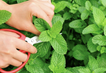 Here are 7 tips for growing a mint garden