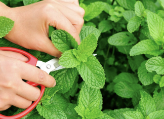 Here are 7 tips for growing a mint garden