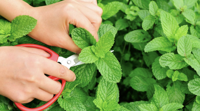 Here are 7 tips for growing a mint garden