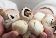 How to freeze mushrooms for winter, best recipes