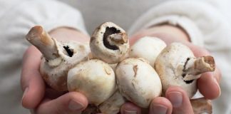 How to freeze mushrooms for winter, best recipes