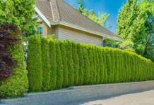 How to Create a Natural Fence With Trees and Shrubs