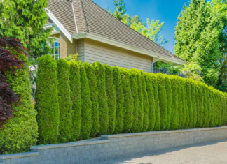 How to Create a Natural Fence With Trees and Shrubs