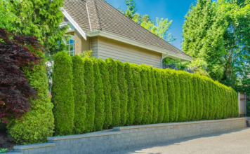 How to Create a Natural Fence With Trees and Shrubs