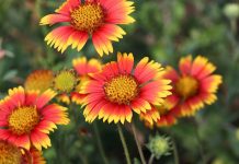 10 perennials that don’t mind heat and drought