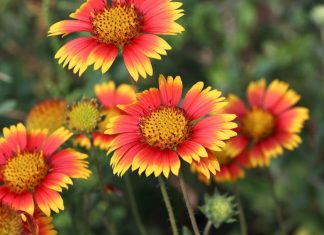 10 perennials that don’t mind heat and drought