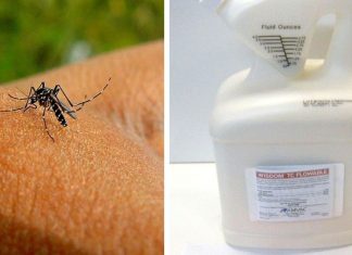 DIY solution to get rid of mosquitoes quickly