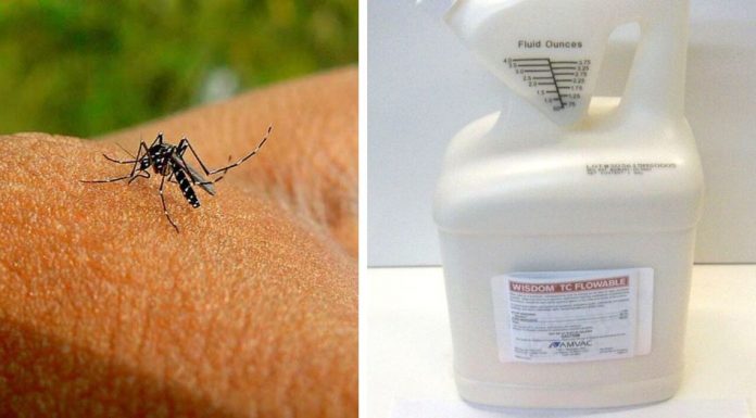 DIY solution to get rid of mosquitoes quickly