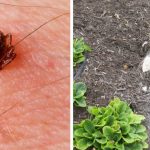 7 natural ways to eliminate ticks from your home and garden
