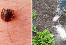 7 natural ways to eliminate ticks from your home and garden