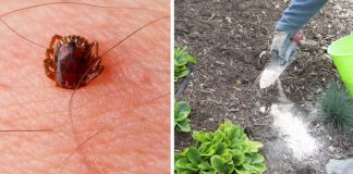 7 natural ways to eliminate ticks from your home and garden
