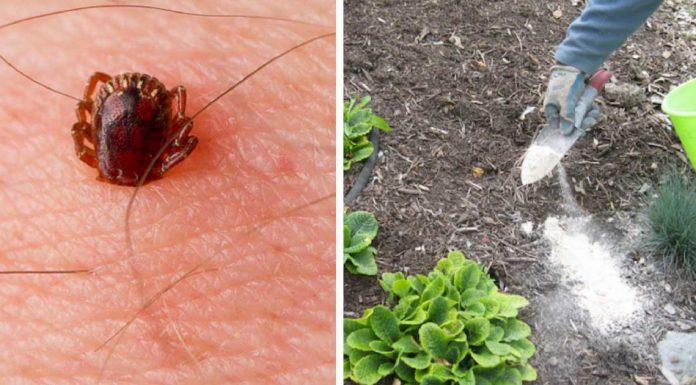 7 natural ways to eliminate ticks from your home and garden