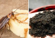 seven ways to keep cockroaches out of your home