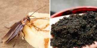 seven ways to keep cockroaches out of your home