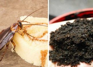 seven ways to keep cockroaches out of your home