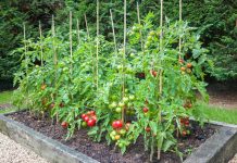 How To Grow Healthy And Delicious Tomatoes