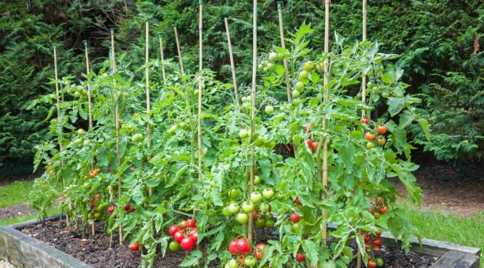 How To Grow Healthy And Delicious Tomatoes