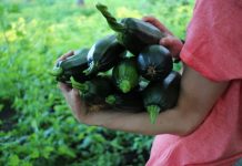 How to grow courgettes vertically to save space and get an unlimited harvest?