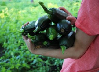 How to grow courgettes vertically to save space and get an unlimited harvest?