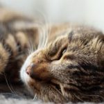 How to Get rid of pet hair!